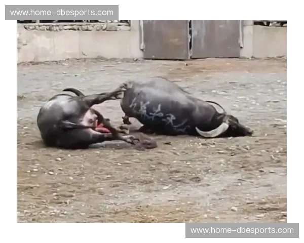 15骑士vs公牛：洛杉矶的荣光与芝加哥的野心，宿命对决的恩怨情仇